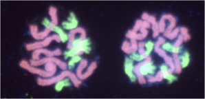 Crocus Chromosomes 