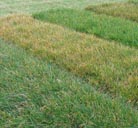 Lolium trials for genetic mapping