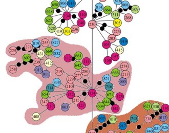 Satellite DNA sequence monomer relationships