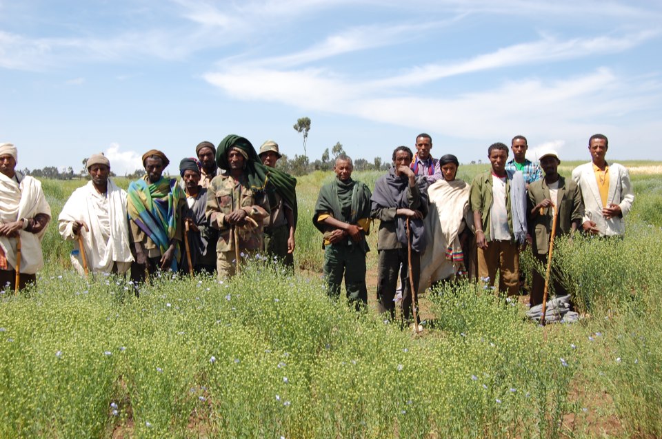 Farmers and linseed trials in Dhabat, Ethiopia