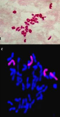 Mitotic and meiotic chromosomes Wheat-Aegilops lines from Neelam et al.