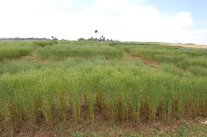 Linseed Trial Field in Ethiopia