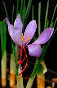 The saffron crocus, C. sativus
