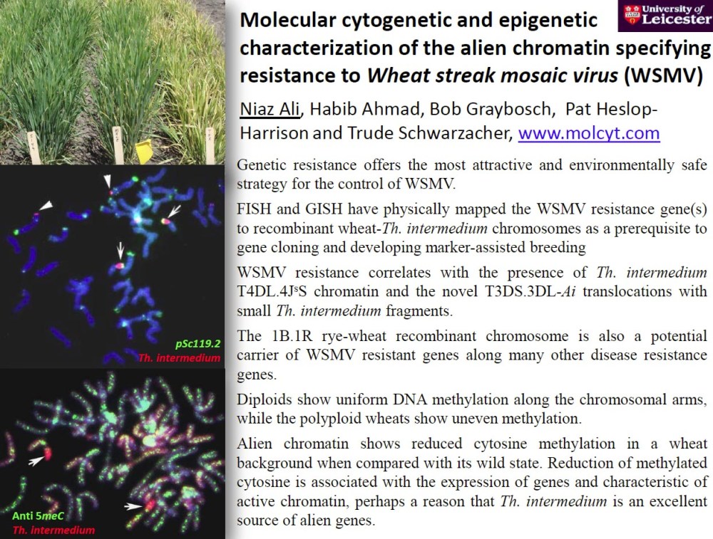 Wheat-Thinopyrum introgression giving WSMVirus resistance in wheat