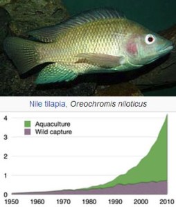 Tilapia - The fish and global harvest (Wikipedia)