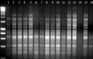Saffron Crocus shows no confirmed diversityy in IRAP DNA 'fingerprint' gels