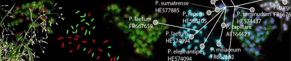 Panicum: the origin of tetraploid proso or broomcorn millet
