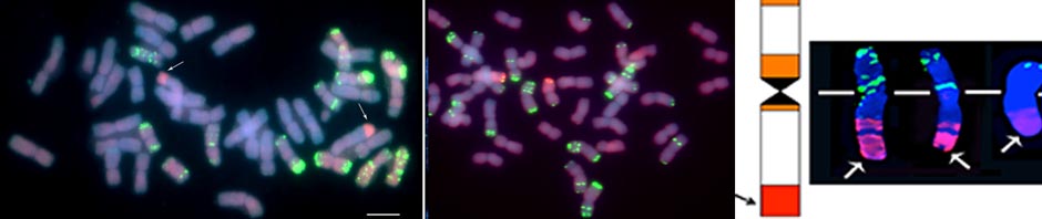 Introgressed Chromosome Segments in Wheat-Thinopyrum lines