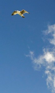 Seagull in blue sky - what research needs