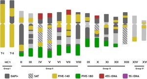Pistachio chromosomes: Sola-Campoy et al. 2015 PLoS One.