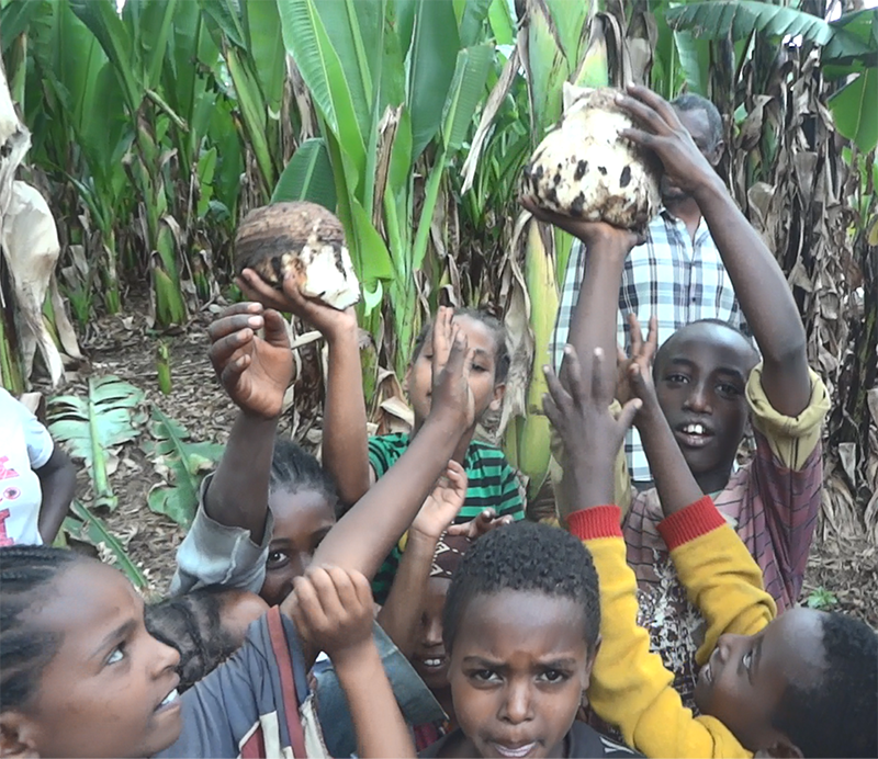 Stachy enset (Ensete ventricosum) corms held by children in a smallholding in Ethiopia, where enset starch is an important staple and food security crop.