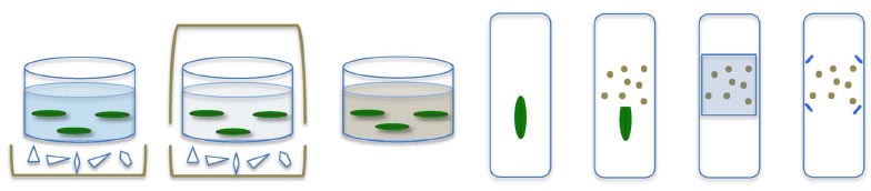 Combined Immunolabelling and In Situ Hybridization FISH. Sepsi et al. 2018. Frontiers Plant Sci 9: article 1193 