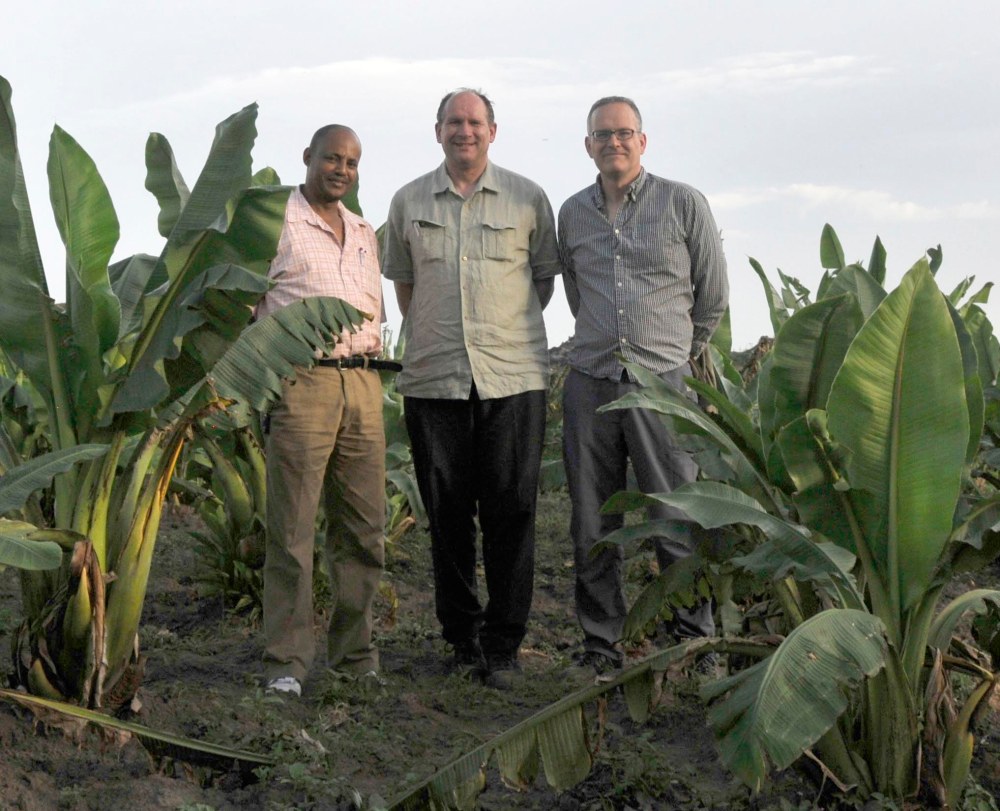 Mark Goodwin (right) with Tesfeye Bizuayeu and Pat Heslop-Harrison in an Enset germplasm collection field